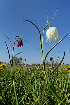 White and purple Snake's head fritillaries (Fritillaria meleagris) and  Dandelions (Taraxacum officinale) flowering in grass meadow, Clattinger Farm, Oaksey, Wiltshire, UK, April.