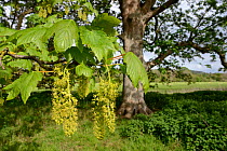 Sycamore tree (Acer pseudoplatanus) flowers, Wiltshire, UK, May.
