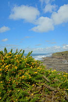 Western Gorse (Ulex gallii) bushes flowering on a coastal cliff edge above a rocky shore, Widemouth Bay, Cornwall, UK, September.