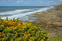 Western Gorse (Ulex gallii) bushes flowering on a coastal cliff edge above a rocky shore, Widemouth Bay, Cornwall, UK, September.