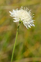 White form of Field scabious (Knautia arvensis) flowering on a chalk grassland slope, Wiltshire, UK, July.