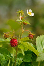 Wild strawberry (Fragaria vesca) with flowers and fruit in a culm grassland meadow, Devon, UK, June.