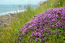 Mother-of-thyme (Thymus polytrichus) cushion on cliff top, Cornwall, UK, June.