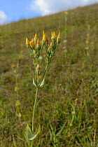 Yellow-wort (Blackstonia perfoliata) with flowers closed for the night by late afternoon on a chalk grassland hillside, Wiltshire, UK, July.