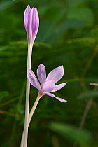 Autumn crocus / Meadow saffron / Naked ladies (Colchicum autumnale) flowering in coppiced woodland long after its leaves have withered, GWT Lower Woods reserve, Gloucestershire, UK, September.
