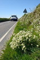 Common scurvygrass (Cochlearia officinalis) flowering on a road verge, near Davidstow, Cornwall, UK, April.