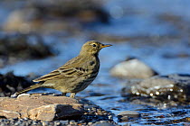 Rock pipit (Anthus petrosus) foraging for invertebrates on a stony beach beside a freshwater stream, Cornwall, UK, September.