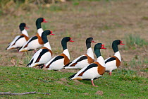 Group of six Shelduck drakes (Tadorna tadorna)  and one duck standing on the grassy margin of a marsh in spring, Gloucestershire, UK, April.