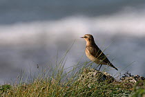 Northern wheatear (Oenanthe oenanthe) foraging for invertebrates on a grassy cliff edge, with an approaching wave in the background, Cornwall, UK, September.