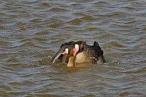 White-fronted goose (Branta albifrons) pair mating, with male gripping female's neck with his beak while swimming on flooded pastureland, Gloucestershire, UK, March.