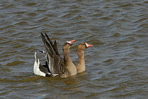 White-fronted goose (Branta albifrons) pair just after mating, with male perfoming post-copulatory display, raising his beak and wings while swimming on flooded pastureland, Gloucestershire, UK, March...