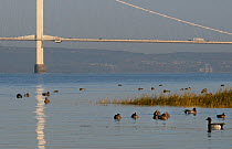 Wigeon (Anas penelope) swimming on the Severn Estuary with the First Severn Crossing bridge in the background, Somerset, UK, December.