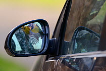 Territorial Blue tit (Parus caeruleus) attacking its reflection in a car wing mirror, Devon, UK, April.