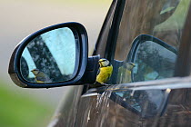 Territorial Blue tit (Parus caeruleus)looking at its reflection in a car wing mirror, Devon, UK, April.