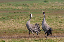Common / Eurasian crane (Grus grus) pair Monty and Chris released by the Great Crane Project, bugling in unison on partially flooded pastureland to proclaim ownership of their territory, Slimbrigde, G...