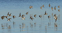 Small flock of Dunlin (Calidris alpina) flying low over the water on their way to a high tide roost, Severn estuary, Somerset, UK, December.