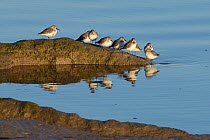 Small flock of Dunlin (Calidris alpina) resting on a mud bank as the tide rises, Severn estuary, Somerset, UK, December.