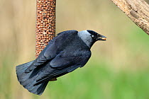 Jackdaw (Corvus monedula) perched on a bird feeder with a peanut in its beak, Gloucestershire, UK, April.
