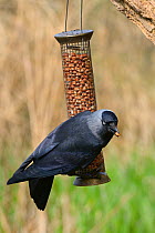 Jackdaw (Corvus monedula) perched on a bird feeder with a peanut in its beak, Gloucestershire, UK, April.