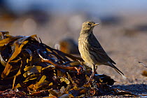Rock pipit (Anthus petrosus) foraging for invertebrates among seaweed on the strand line as the tide rises at sunset, Cornwall, UK, September.
