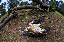 White-backed vulture (Gyps africanus) lying sick on the ground unable to move. Masai Mara National Reserve, Kenya.