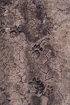 Lion (Panthera leo) footprints in dried mud,  Masai Mara National Reserve, Kenya.