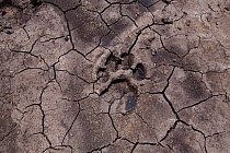 Lion (Panthera leo) footprint in dried mud, Masai Mara National Reserve, Kenya.