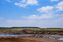 Eastern white-bearded wildebeest (Connochaetes taurinus) and Plains zebra (Equus quagga burchellii) mixed herd massing by the Mara River. Masai Mara National Reserve, Kenya.