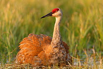 Sandhill crane (Grus canadensis) brooding chicks on a nest in a flooded pasture. Sublette County, Wyoming, USA, May.