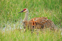 Sandhill crane (Grus canadensis) with two newly hatched chicks on a nest in a flooded pasture. Sublette County, Wyoming, USA, May.