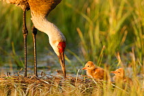 Sandhill crane (Grus canadensis) with two newly hatched chicks on a nest in a flooded pasture.  Sublette County, Wyoming, USA. May.