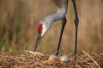 Sandhill crane (Grus canadensis) standing over its eggs in a nest. Central Florida, USA. April.