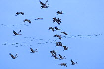 Sandhill cranes (Grus canadensis) flying in to  roost on the Platte River at dusk. Buffalo County, Nebraska, USA, March.?