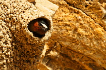 Cliff swallow (Petrochelidon pyrrhonota) at nest. Sublette County, Wyoming, USA. June.