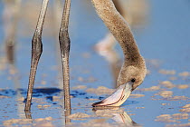 Young American flamingos (Phoenicopterus ruber) feeding. Rio Lagartos Biosphere Reserve, Yucutan, Mexico. August.