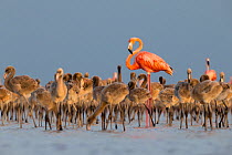 American flamingo (Phoenicopterus ruber) standing in the middle of the creche in a large nesting colony. Rio Lagartos Biosphere Reserve, Mexico. July.