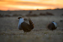 Greater sage-grouse (Centrocercus urophasianus) male displaying on a lek in spring at sunset, Sublette County, Wyoming. March.