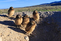 Burrowing owl (Athene cunicularia) nestlings standing outside their nest burrow in sagebrush country. Idaho, USA. July.