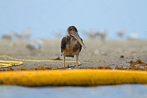Brown Pelican (Pelecanus occidentalis) covered in oil and very ill, standing on the beach after colony was oiled by the BP Deepwater Horizon oil leak in the Gulf of Mexico. Raccoon Island, Terrebonne...