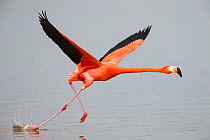 American flamingo (Phoenicopterus ruber) taking off from water, Celestun Biosphere Reserve, Mexico. February.