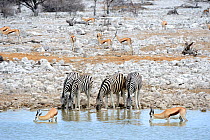 Burchell's zebra herd (Equus quagga / burchelli) and springboks (Antidorcas marsupialis) drinking at waterhole during dry season, Etosha National Park, Namibia, Africa