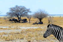Plains zebra (Equus quagga / burchelli) with Blue wildebeest (Connochaetes gnou) under tree background, in Etosha pan, during  dry season, Etosha National Park, Namibia, Africa.