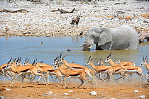 Springbok herd running away from waterhole (Antidorcas marsupialis) with African elephant (Loxodonta africana) and Oryx (Oryx gazella) in the background, dry season, Etosha National Park, Namibia, Afr...