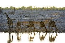Angolan giraffes (Giraffa camelopardalis angolensis ) drinking at waterhole, during the dry season, Okaukuejo, Etosha National Park, Namibia, Africa