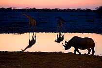Angolan giraffes (Giraffa camelopardalis angolensis) and black rhinoceros (Diceros bicornis) reflecting in waterhole at sunset, Okaukuejo, Etosha National Park, Namibia, Africa