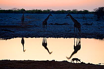 Angolan giraffes (Giraffa camelopardalis angolensis) and Black backed jackal (Canis mesomelas) reflecting in waterhole at sunset, Okaukuejo, Etosha National Park, Namibia, Africa