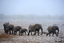 African elephant (Loxodonta africana) herd with calves, walking in procession to a waterhole in sand  storm, Etosha National Park, Namibia, Africa