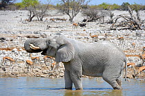 African elephant (Loxodonta africana) bathing and drinking at waterhole, with springbok herd (Antidorcas marsupialis) in the background, dry season, Okaukuejo, Etosha National Park, Namibia, Africa