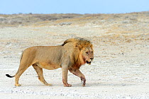 Lion (Panthera leo) male walking in profile in the Etosha Pan during dry season, Etosha National Park, Namibia, Africa.