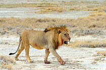 Lion (Panthera leo) male walking in profile in the Etosha Pan during dry season, Etosha National Park, Namibia, Africa.
